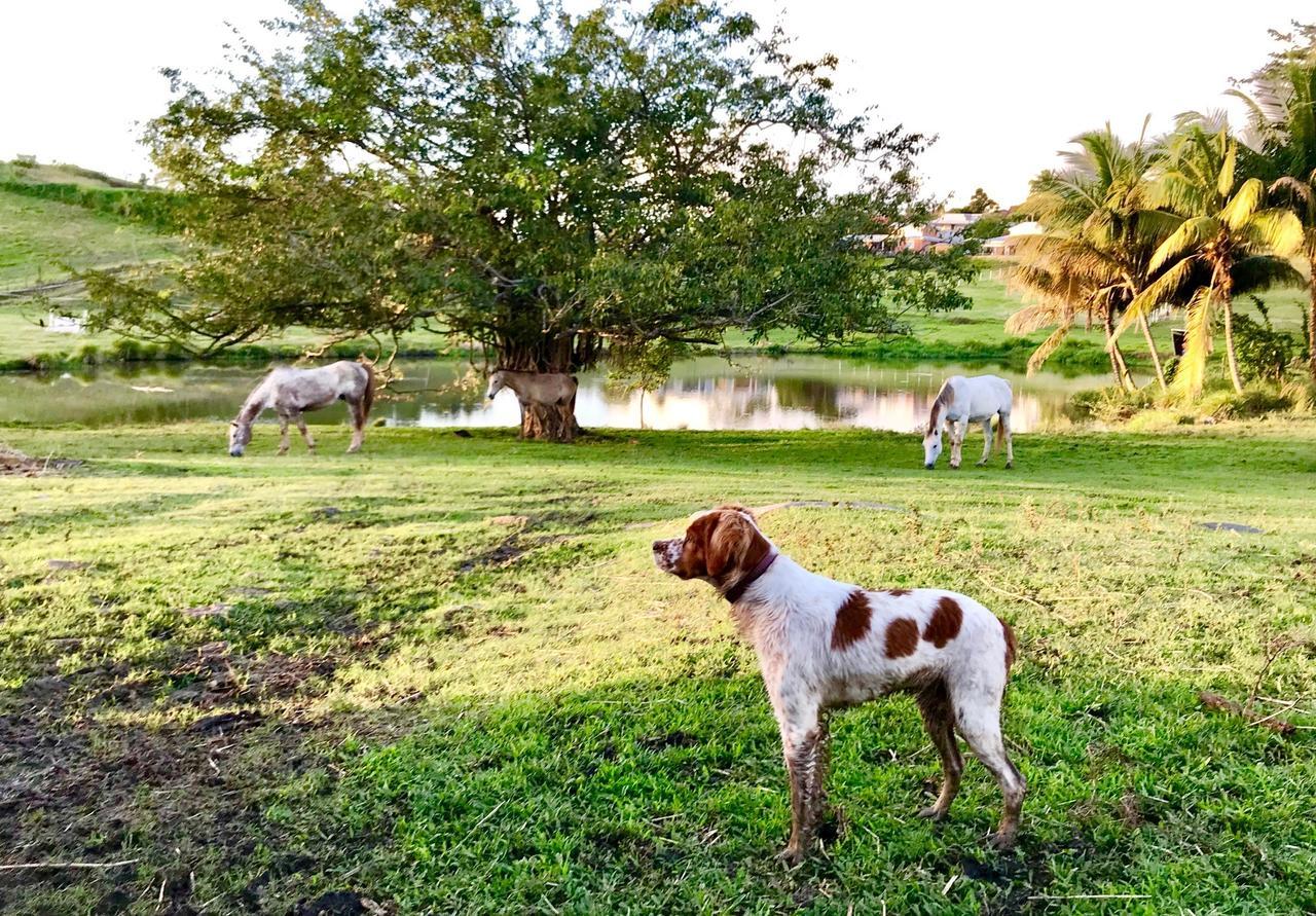 Villa La Ferme des Etangs à Riviere-Salee Extérieur photo